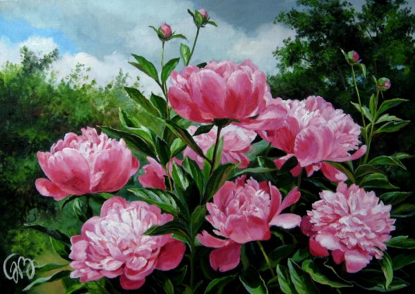 Куст пионов маслом