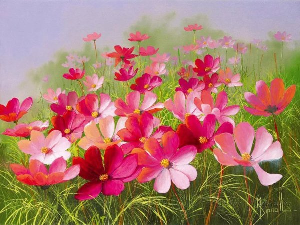 Космея. Людмила Скрипченко