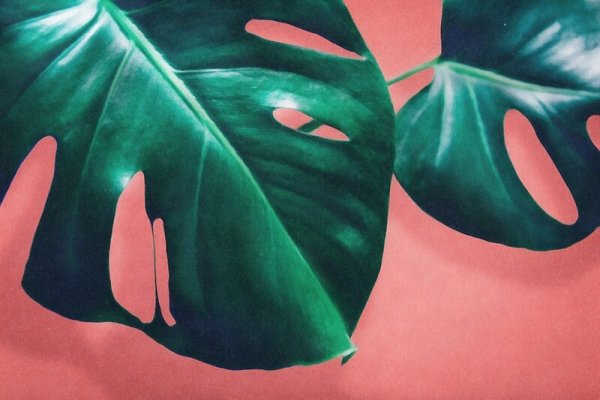 Интерьерная картина листья