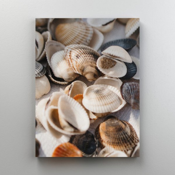 Картина по номерам ракушки