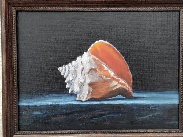 Красивые морские раковины в картинах