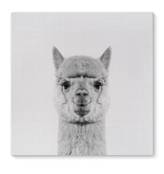 Лама рисунок на холсте