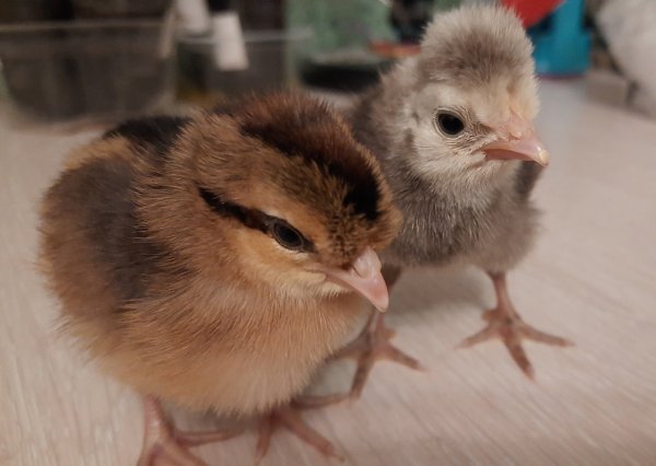 Страна ямщика Гаврилов ям