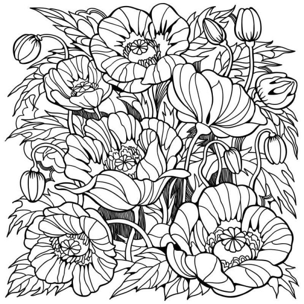 Цветок орхидеи карандашом