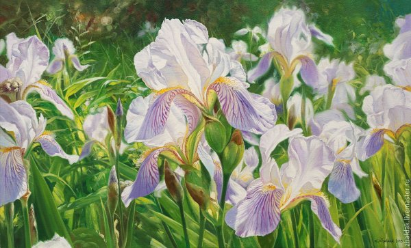 Ирис Oil painted