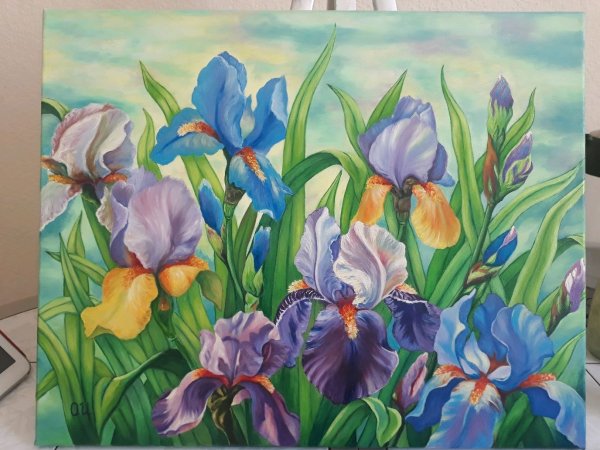 Ирис Oil painted