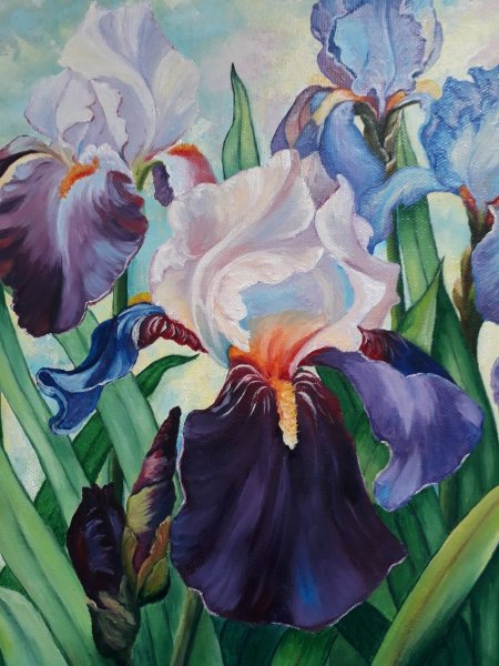 Ирисы Когай Жанна