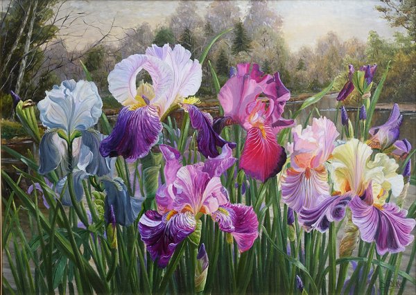 Дэрил Тротт ирисы