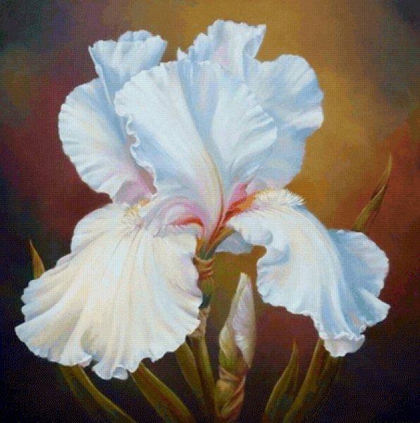 Пионы Marianne Broome