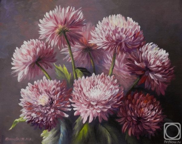 Кустанович астры