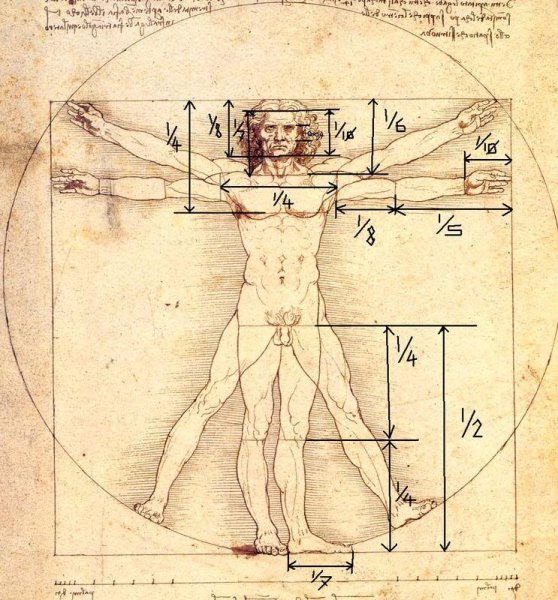 Пропорции тела мужчины и женщины Эндрю Лумис