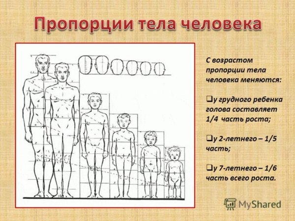 Пропорции фигуры