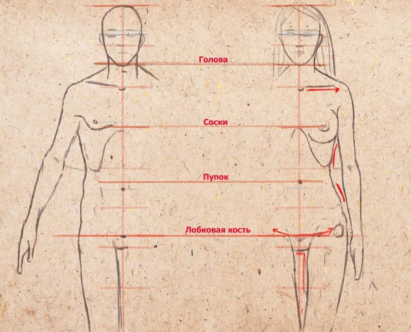 Пропорции сидящего человека
