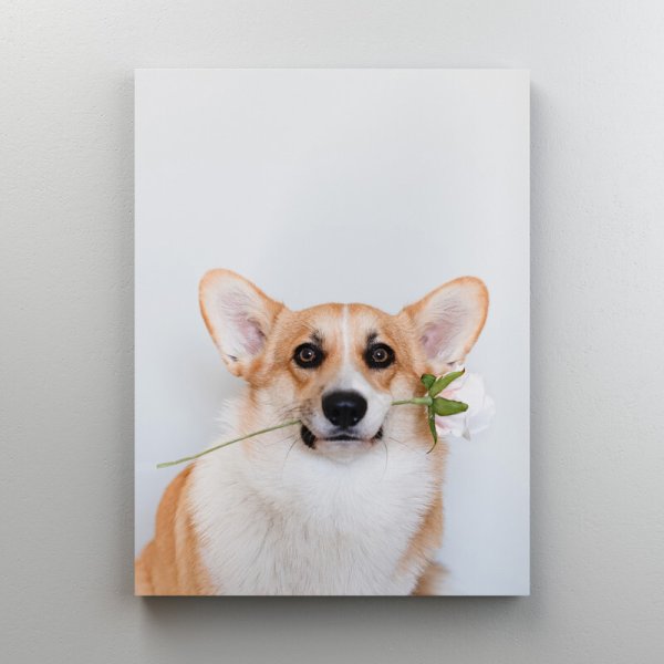 Корги маслом