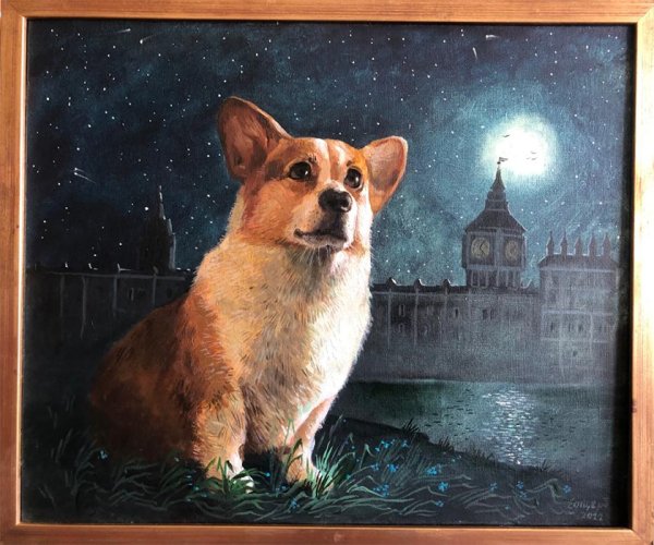 Корги пемброк портрет