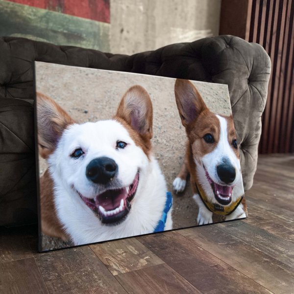 Вельш корги пемброк акварелью