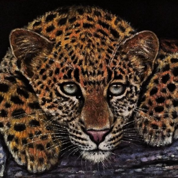 Кошка бархатный леопард