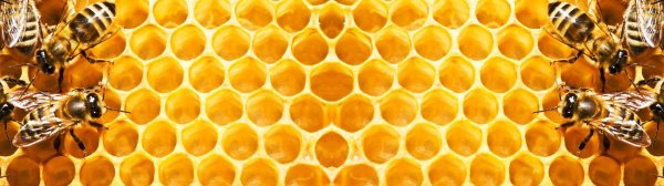 Исаак Ильич Левитан пасека