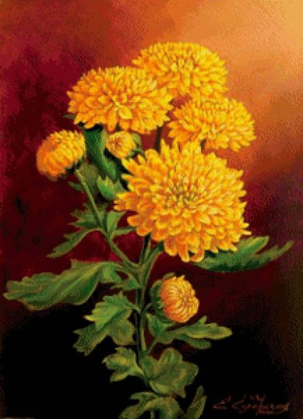 Хризантема золотое Руно