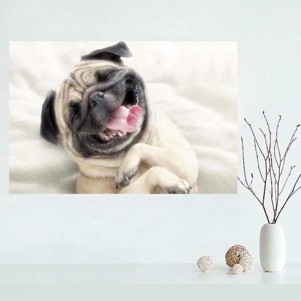 Собака на синем фоне