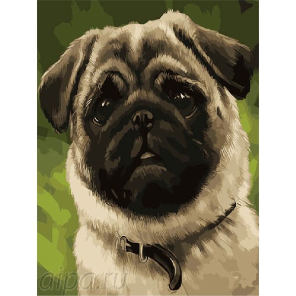 Мопс на холсте