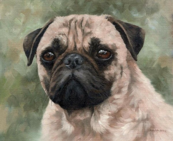 Животные в стиле поп-арт