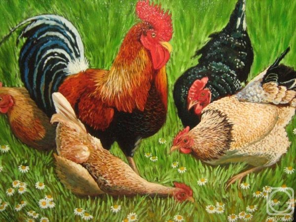 Куры и петухи сен Санс