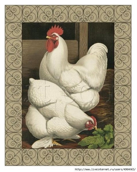 Куры белые живопись