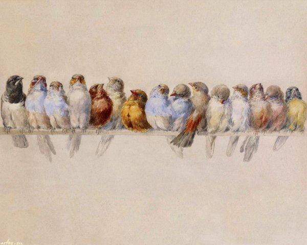 Много птиц акварель