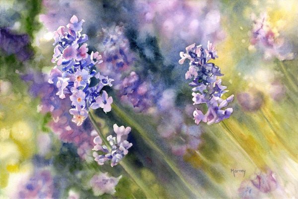 Marney Ward акварель