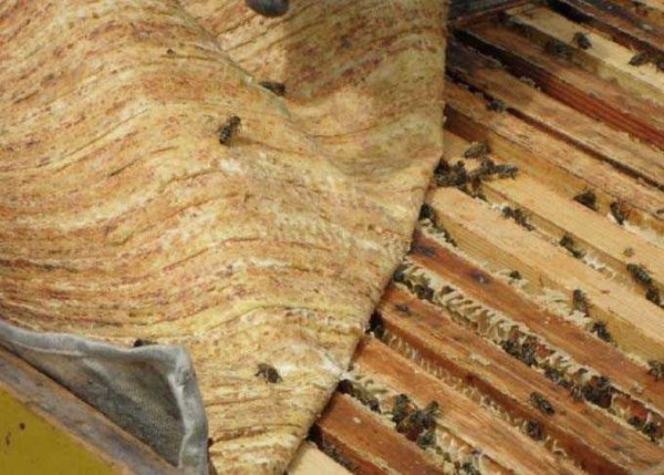 Положок прополисный