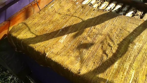 Положок прополисный