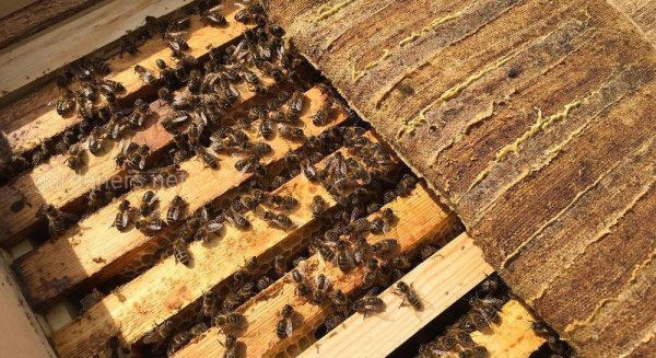 Прополисный холстик