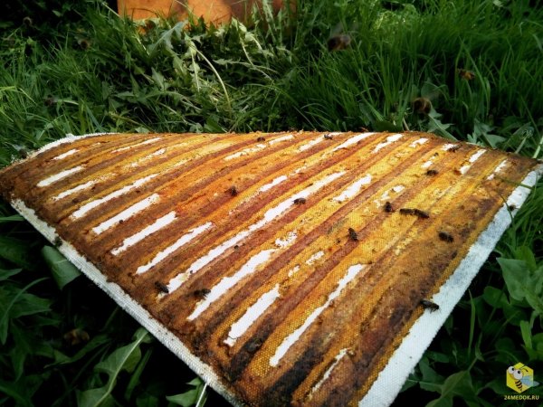 Положок прополисный (60*60) Старовер