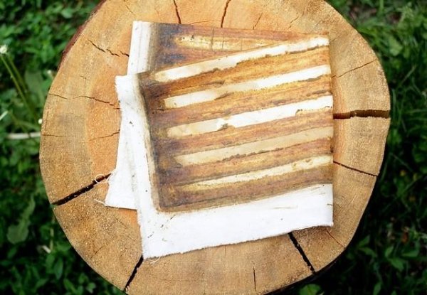 Положок прополисный