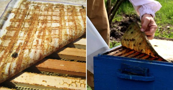 Ткань пропитанная пчелиным прополисом