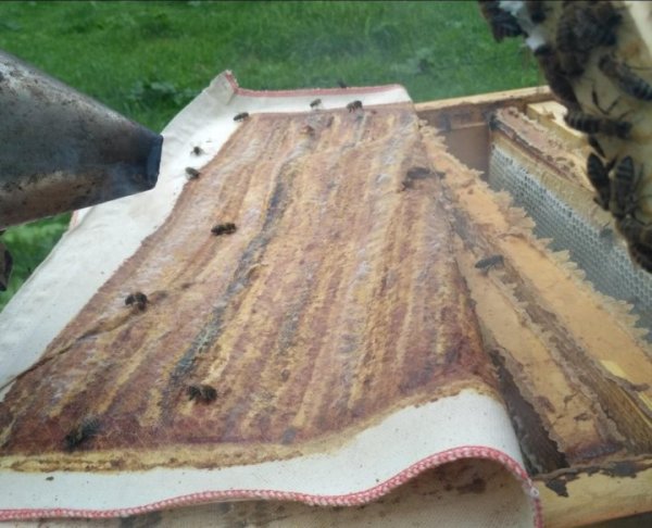 Прополисный холстик