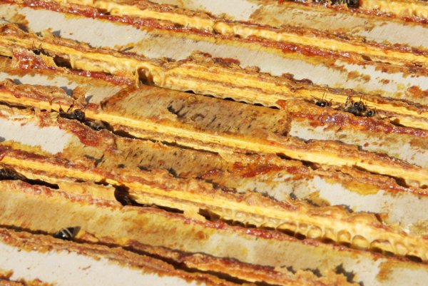 Положок (прополисный холстик)