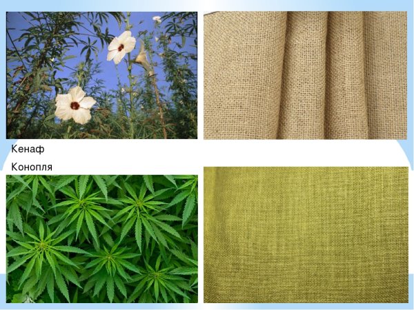 Конопля ткань