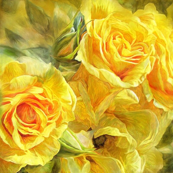 Кэрол Каваларис розы