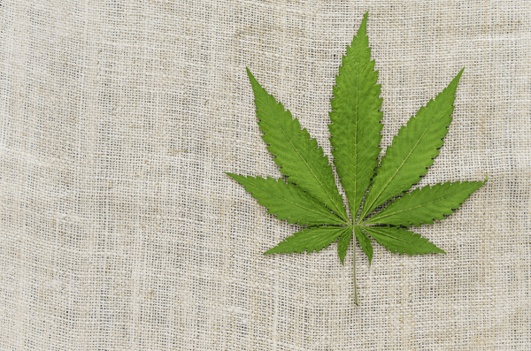 Конопляный лен