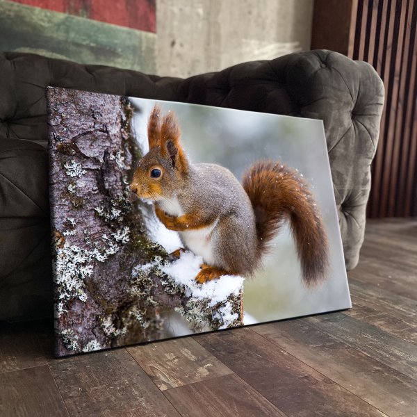 Белка холст Кемерово