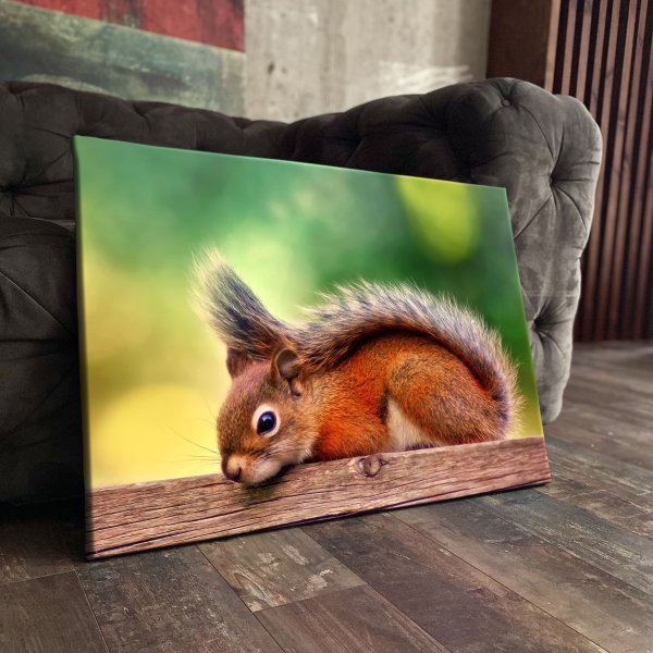 Белка зимой