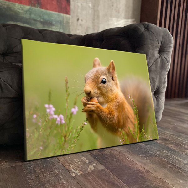 Белка живопись