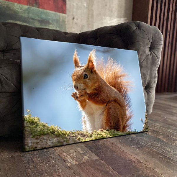 Натюрморт с белкой