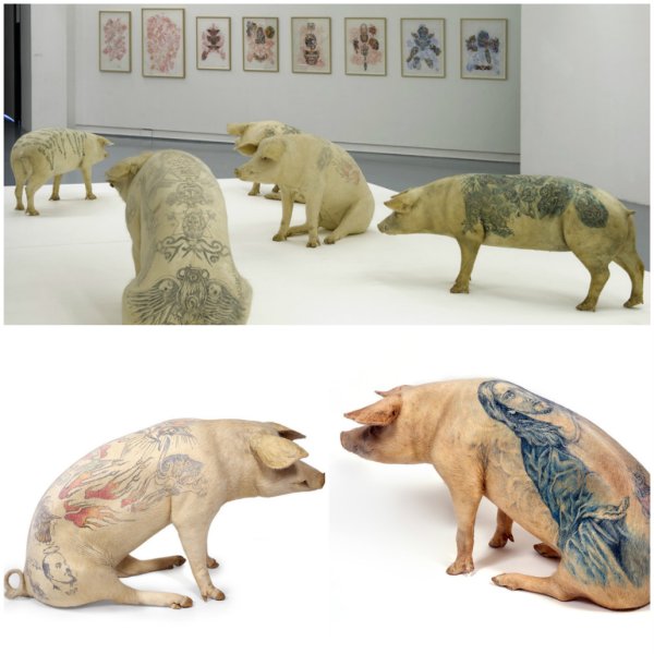 ВИМ Дельвуа свиньи