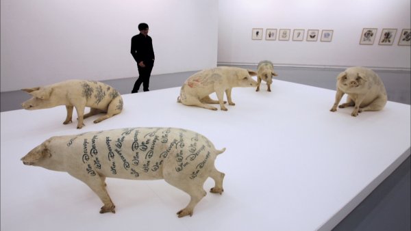 Дельвуа живые свиньи