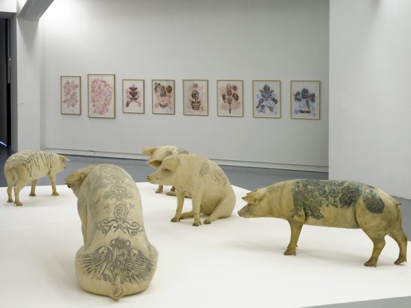 ВИМ Дельвуа тату на свиньях