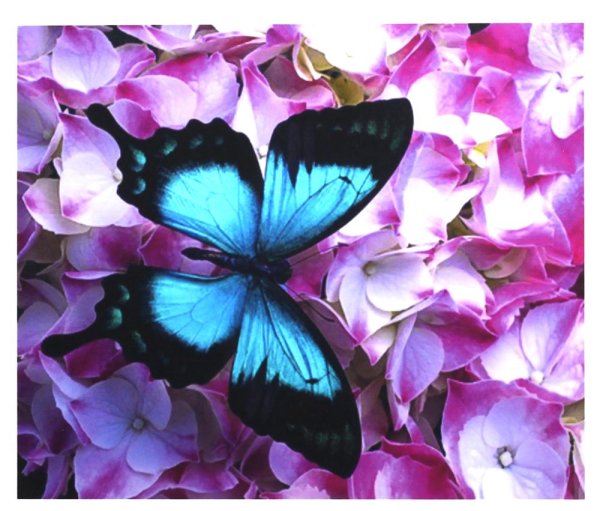 Color Kit картина по номерам "бабочки на цветке" 40х40 см