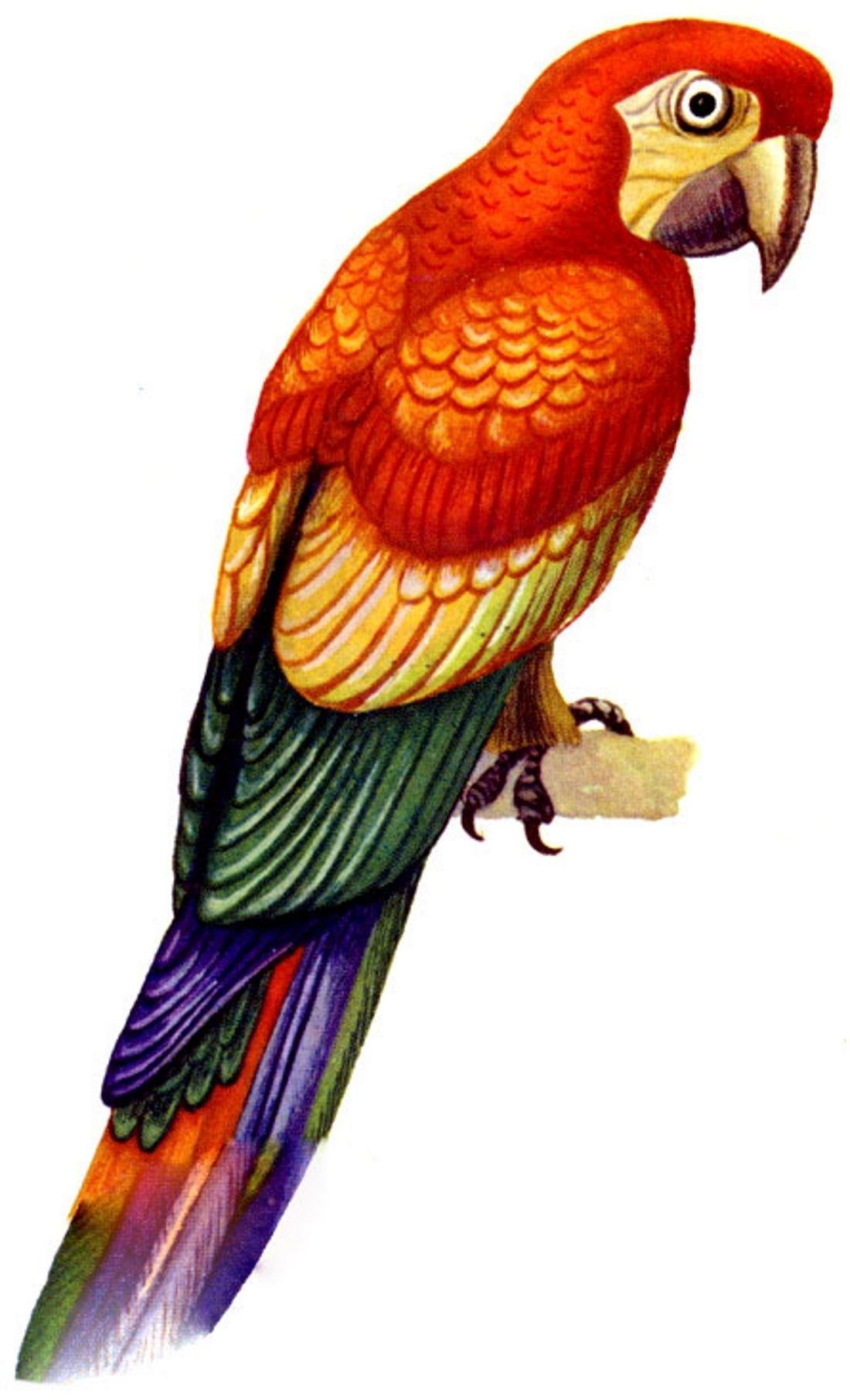 Картина попугай